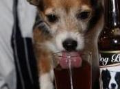 arrivo birra cani…….ultime news dall’Inghilterra