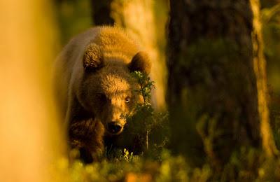 Gli orsi della taiga finlandese. Progetto fotografico sull'orso in Finlandia centro-orientale, al confine con la Russia.