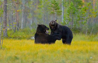 Gli orsi della taiga finlandese. Progetto fotografico sull'orso in Finlandia centro-orientale, al confine con la Russia.