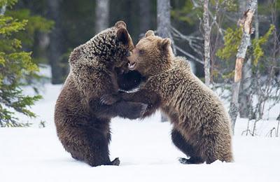 Gli orsi della taiga finlandese. Progetto fotografico sull'orso in Finlandia centro-orientale, al confine con la Russia.