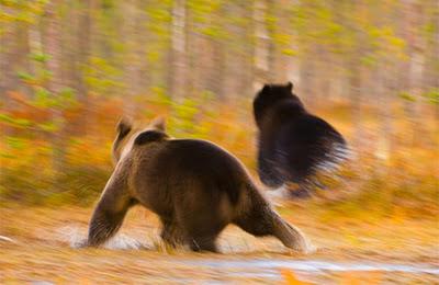 Gli orsi della taiga finlandese. Progetto fotografico sull'orso in Finlandia centro-orientale, al confine con la Russia.