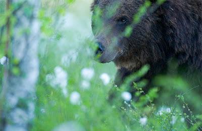 Gli orsi della taiga finlandese. Progetto fotografico sull'orso in Finlandia centro-orientale, al confine con la Russia.