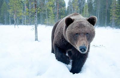 Gli orsi della taiga finlandese. Progetto fotografico sull'orso in Finlandia centro-orientale, al confine con la Russia.