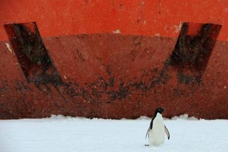 pinguino davanti a nave 3 Antartide: un pinguino vicino a una nave incastrata nei ghiacci | foto simpaticissime