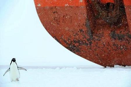 pinguino davanti a nave 2 Antartide: un pinguino vicino a una nave incastrata nei ghiacci | foto simpaticissime