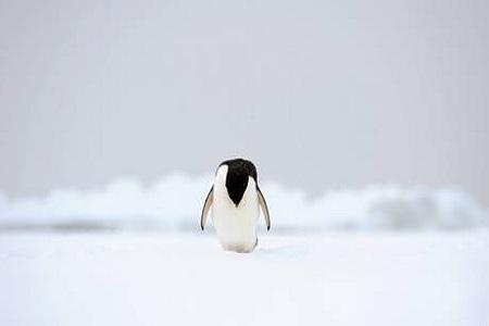 pinguino davanti a nave 5 e ne va Antartide: un pinguino vicino a una nave incastrata nei ghiacci | foto simpaticissime