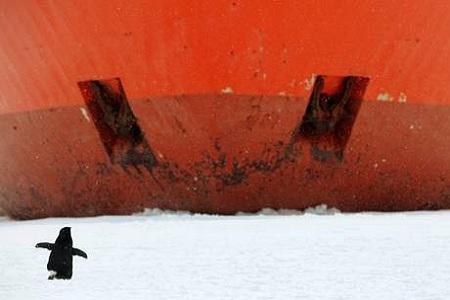 pinguino davanti a nave 6 Antartide: un pinguino vicino a una nave incastrata nei ghiacci | foto simpaticissime