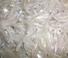 Terrasini, la Guardia Costiera dona 6 cassette di neonata a famiglie povere