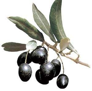 Barchette con mousse di olive nere