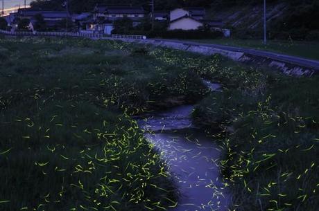 Stunning Time lapse Photographs of Gold Fireflies in Japan  photography nature Japan insects fireflies 