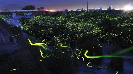 Stunning Time lapse Photographs of Gold Fireflies in Japan  photography nature Japan insects fireflies 