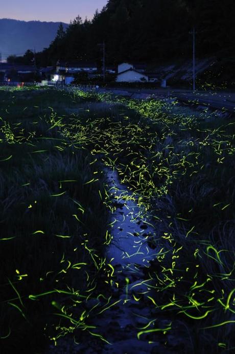 Stunning Time lapse Photographs of Gold Fireflies in Japan  photography nature Japan insects fireflies 