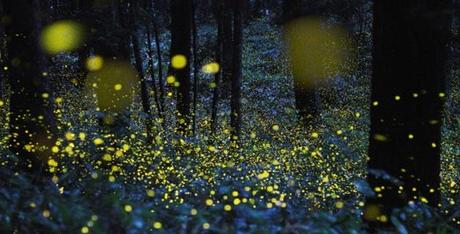 Stunning-Time-lapse-Photographs-of-Gold-Fireflies-in-Japan