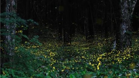 Stunning Time lapse Photographs of Gold Fireflies in Japan  photography nature Japan insects fireflies 