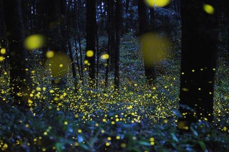 Stunning Time lapse Photographs of Gold Fireflies in Japan  photography nature Japan insects fireflies 