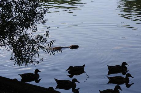 RISPOSTE BREVI MA SCIENTIFICAMENTE ESATTE PER LE DOMANDE SULLA NUTRIA RISPOSTE BREVI MA SCIENTIFICAMENTE ESATTE PER LE DOMANDE SULLA NUTRIA