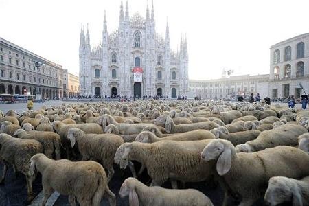 pecore in piazza duomo milano Le foto “curiose più condivise” su Facebook, grandi risate  | Foto