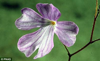 pianta carnivora fiore