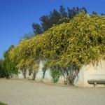 muro con rosa banksiae gialla