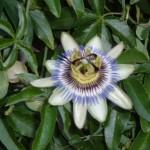 fiore di passiflora