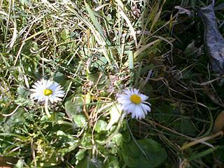 Strano gennaio 2012:fiori primaverili