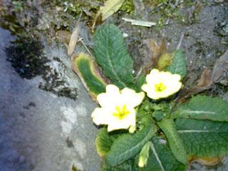 Strano gennaio 2012:fiori primaverili