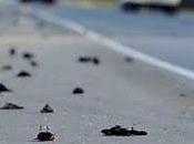 Altra inquietante moria uccelli, arkansas,