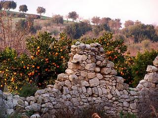 sinti te Lecce se ...l'arancia la chiami portacallu (arancia del Salento leccese)