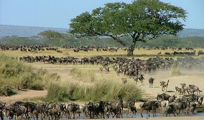 Parco Nazionale del Serengeti