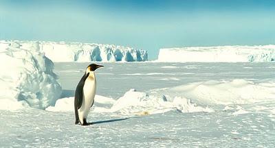 La marcia dei Pinguini: il sacrificio come promessa di vita