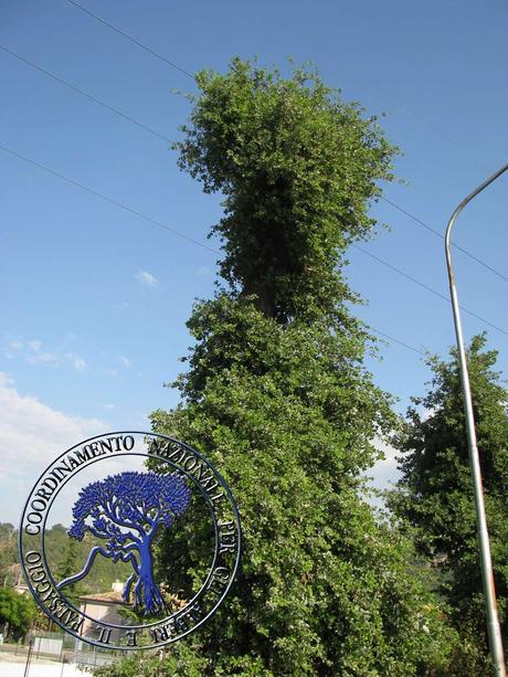 NO alla capitozzatura degli alberi