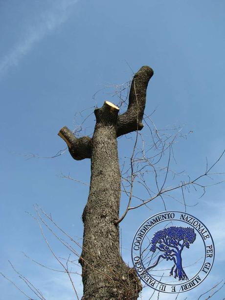 NO alla capitozzatura degli alberi