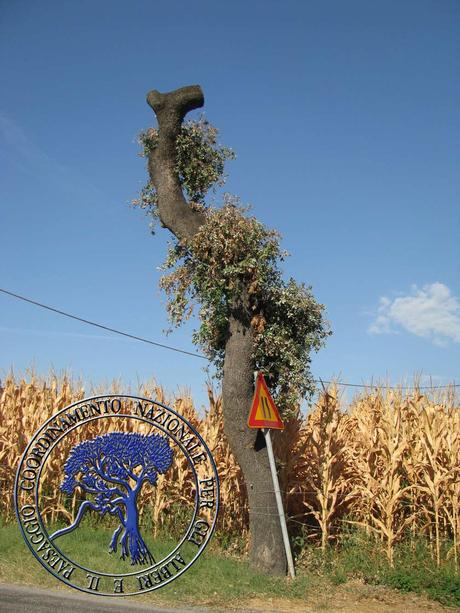 NO alla capitozzatura degli alberi