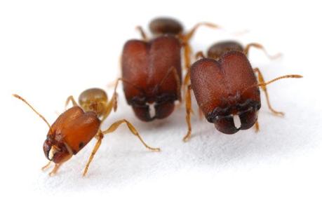 La rivincita delle super formiche