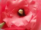 Poppy, Gufetti.....ed rosellina.....