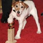 Artists-Uggie-Dog-Golden-Globes-Pictures