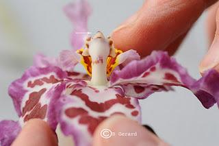 GINOSTEMIO di Orchidea - Apparato riproduttivo