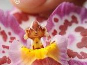 GINOSTEMIO Orchidea Apparato riproduttivo