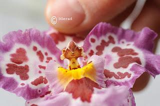 GINOSTEMIO di Orchidea - Apparato riproduttivo