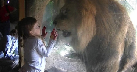 Attacco di un leone a una ragazzina