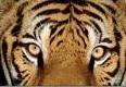 Tigre di Sumatra: verso l'estinzione