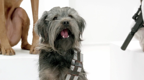 The Bark Side: 2012 Volkswagen Game Day