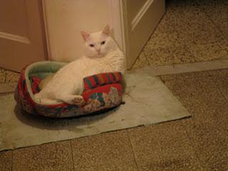 LA TORTA PER SAVERIO