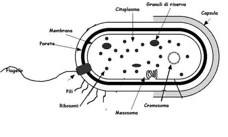 I microrganismi patogeni
