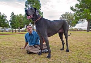 GIANT GEORGE: ECCO IL CANE PIU’ GRANDE DEL MONDO