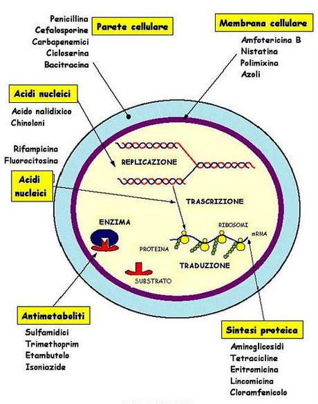 Gli antibiotici