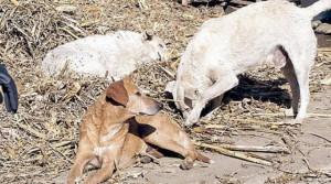 Sassari, grave il ragazzo azzannato da due cani 