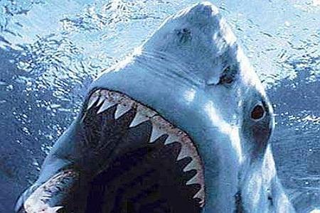 squalo tigre 4 copertina Australia, pugni e calci ad uno squalo tigre che scappa! | FOTO SQUALI TIGRE