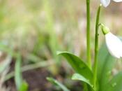 Galanthus fiore d’inverno