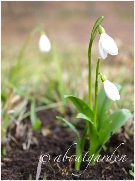 Galanthus – fiore d’inverno